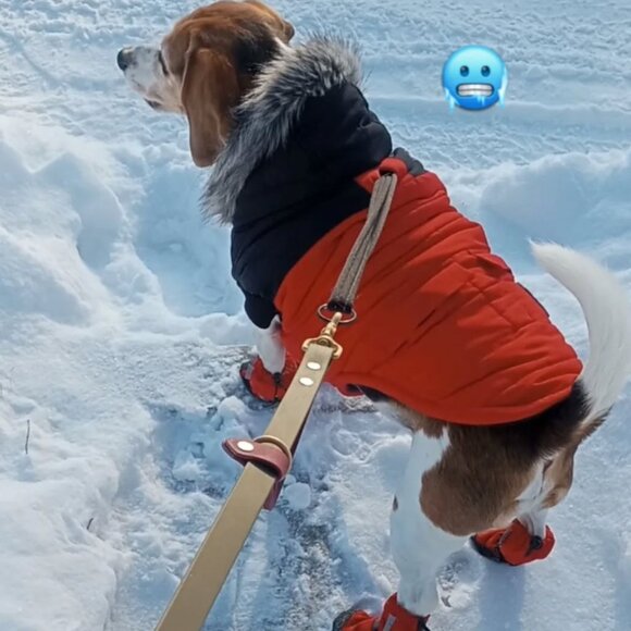 CANADA POOCH North Pole Parka 🐾 - Size 20 (33-40lbs) - Picture 3 of 6